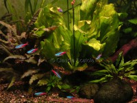 /album/i-miei-acquari/acquario-300-litri-m-c-jpg/